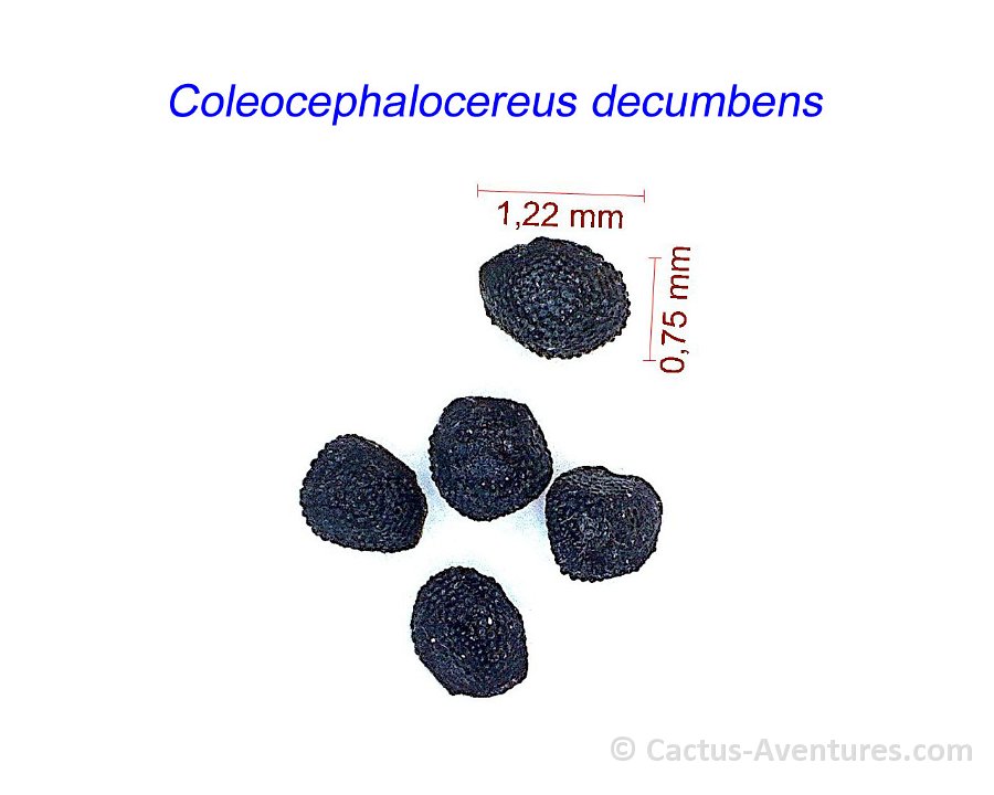 Coleocephalocereus decumbens